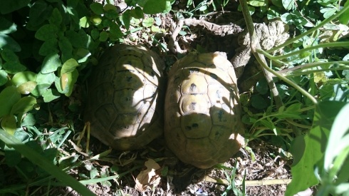 sköldpaddor